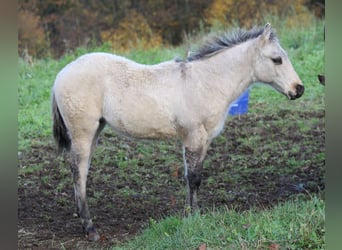 American Quarter Horse, Hengst, 1 Jahr, 150 cm, Dunalino