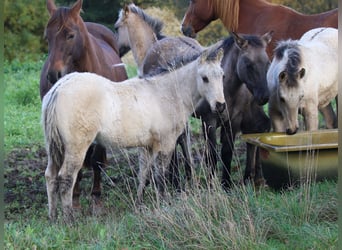 American Quarter Horse, Hengst, 1 Jahr, 150 cm, Dunalino