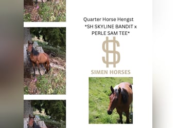 American Quarter Horse, Hengst, 1 Jahr, 150 cm, Dunkelbrauner