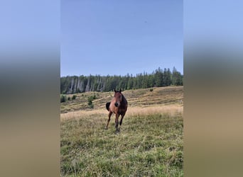 American Quarter Horse, Hengst, 1 Jahr, 150 cm, Dunkelbrauner