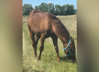 American Quarter Horse, Hengst, 1 Jahr, 150 cm, Dunkelfuchs