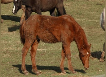 American Quarter Horse, Hengst, 1 Jahr, 150 cm, Fuchs