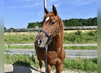 American Quarter Horse, Hengst, 1 Jahr, 150 cm, Fuchs