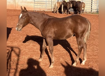 American Quarter Horse, Hengst, 1 Jahr, 150 cm, Fuchs