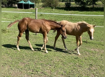 American Quarter Horse, Hengst, 1 Jahr, 150 cm, Fuchs