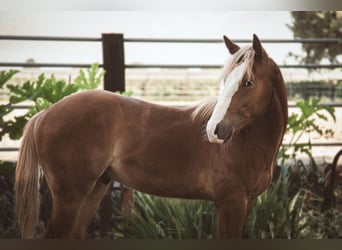 American Quarter Horse, Hengst, 1 Jahr, 150 cm, Fuchs