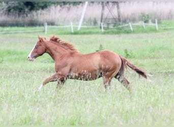 American Quarter Horse, Hengst, 1 Jahr, 150 cm, Fuchs
