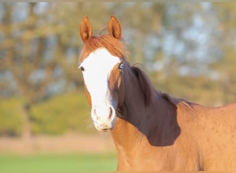 American Quarter Horse, Hengst, 1 Jahr, 150 cm, Fuchs