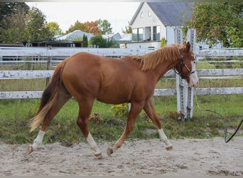 American Quarter Horse, Hengst, 1 Jahr, 150 cm, Fuchs