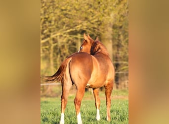 American Quarter Horse, Hengst, 1 Jahr, 150 cm, Fuchs