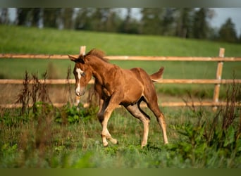 American Quarter Horse, Hengst, 1 Jahr, 150 cm, Fuchs