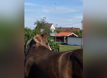 American Quarter Horse, Hengst, 1 Jahr, 150 cm, Fuchs