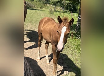 American Quarter Horse, Hengst, 1 Jahr, 150 cm, Fuchs