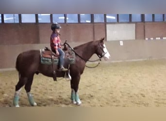 American Quarter Horse, Hengst, 1 Jahr, 150 cm, Fuchs