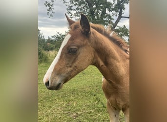 American Quarter Horse, Hengst, 1 Jahr, 150 cm, Fuchs