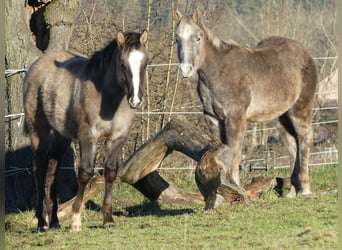 American Quarter Horse, Hengst, 1 Jahr, 150 cm, Grullo