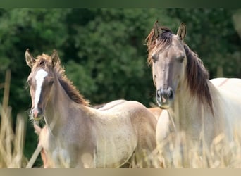 American Quarter Horse, Hengst, 1 Jahr, 150 cm, Grullo