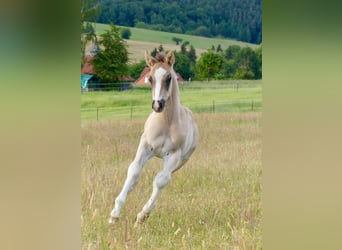 American Quarter Horse, Hengst, 1 Jahr, 150 cm, Grullo