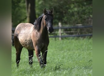 American Quarter Horse, Hengst, 1 Jahr, 150 cm, Grullo