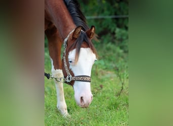 American Quarter Horse, Hengst, 1 Jahr, 150 cm, Overo-alle-Farben