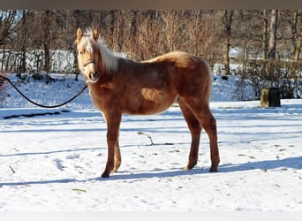 American Quarter Horse, Hengst, 1 Jahr, 150 cm, Palomino