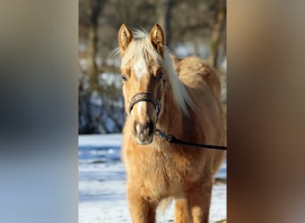 American Quarter Horse, Hengst, 1 Jahr, 150 cm, Palomino