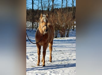 American Quarter Horse, Hengst, 1 Jahr, 150 cm, Palomino