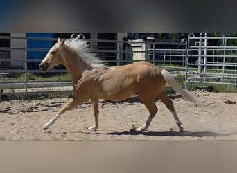 American Quarter Horse, Hengst, 1 Jahr, 150 cm, Palomino