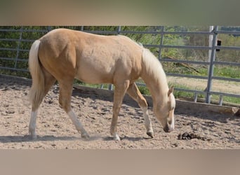 American Quarter Horse, Hengst, 1 Jahr, 150 cm, Palomino