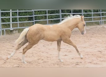 American Quarter Horse, Hengst, 1 Jahr, 150 cm, Palomino