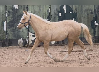 American Quarter Horse, Hengst, 1 Jahr, 150 cm, Palomino