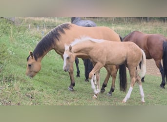 American Quarter Horse, Hengst, 1 Jahr, 150 cm, Palomino