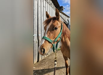 American Quarter Horse, Hengst, 1 Jahr, 150 cm, Palomino