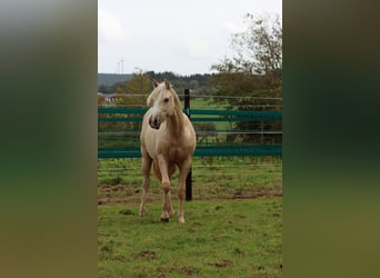 American Quarter Horse, Hengst, 1 Jahr, 150 cm, Palomino
