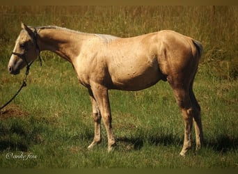 American Quarter Horse, Hengst, 1 Jahr, 150 cm, Palomino