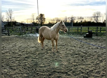 American Quarter Horse, Hengst, 1 Jahr, 150 cm, Palomino