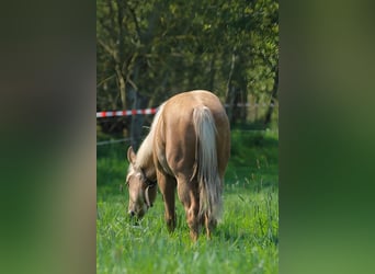 American Quarter Horse, Hengst, 1 Jahr, 150 cm, Palomino