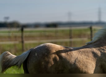 American Quarter Horse, Hengst, 1 Jahr, 150 cm, Palomino