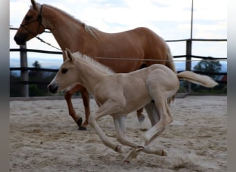 American Quarter Horse, Hengst, 1 Jahr, 150 cm, Palomino