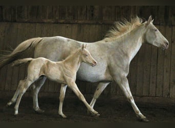 American Quarter Horse, Hengst, 1 Jahr, 150 cm, Perlino