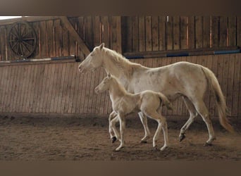 American Quarter Horse, Hengst, 1 Jahr, 150 cm, Perlino