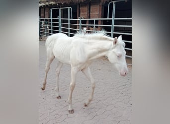 American Quarter Horse, Hengst, 1 Jahr, 150 cm, Perlino