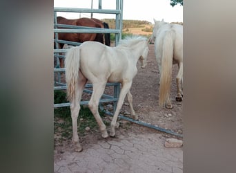 American Quarter Horse, Hengst, 1 Jahr, 150 cm, Perlino