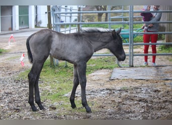 American Quarter Horse, Hengst, 1 Jahr, 150 cm, Rappe