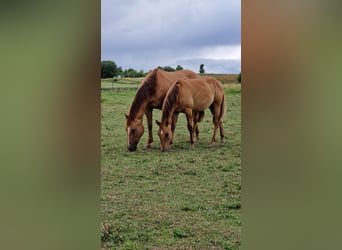 American Quarter Horse, Hengst, 1 Jahr, 150 cm, Red Dun