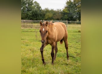 American Quarter Horse, Hengst, 1 Jahr, 150 cm, Red Dun