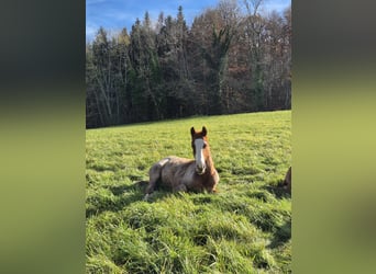 American Quarter Horse, Hengst, 1 Jahr, 150 cm, Roan-Red