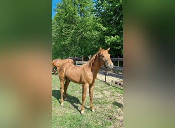 American Quarter Horse, Hengst, 1 Jahr, 150 cm, Rotbrauner