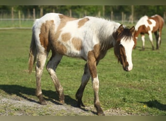 American Quarter Horse, Hengst, 1 Jahr, 150 cm, Tobiano-alle-Farben