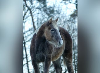 American Quarter Horse, Hengst, 1 Jahr, 150 cm